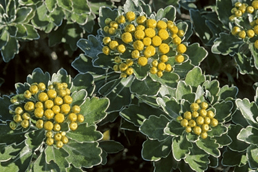 Des images de diff�rentes plantes